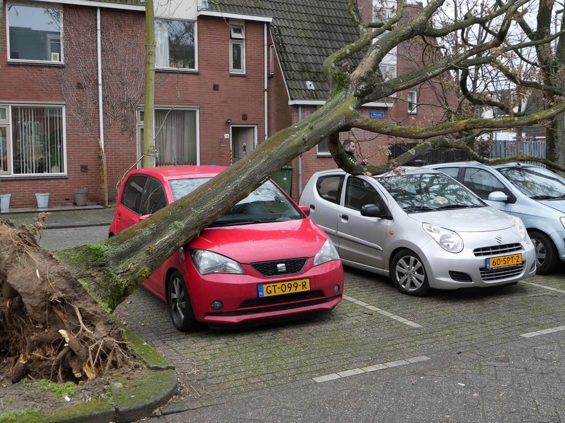 Boom op auto's op de Reuzel in Rotterdam