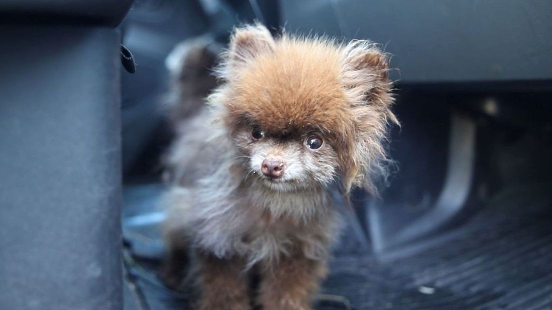 Een van de gedumpte chihuahua's.