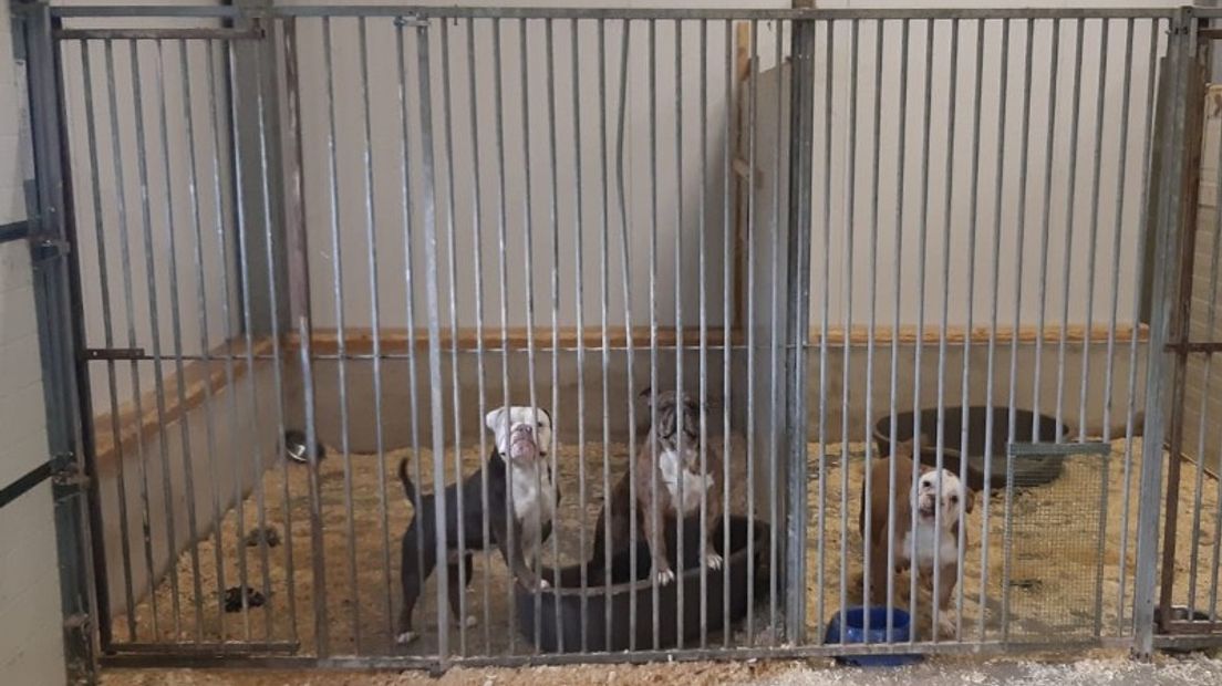 De honden zaten in een schuur in Vriezenveen