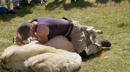 'Het is een ramp', schapenhouders verdienen geen cent meer aan wol
