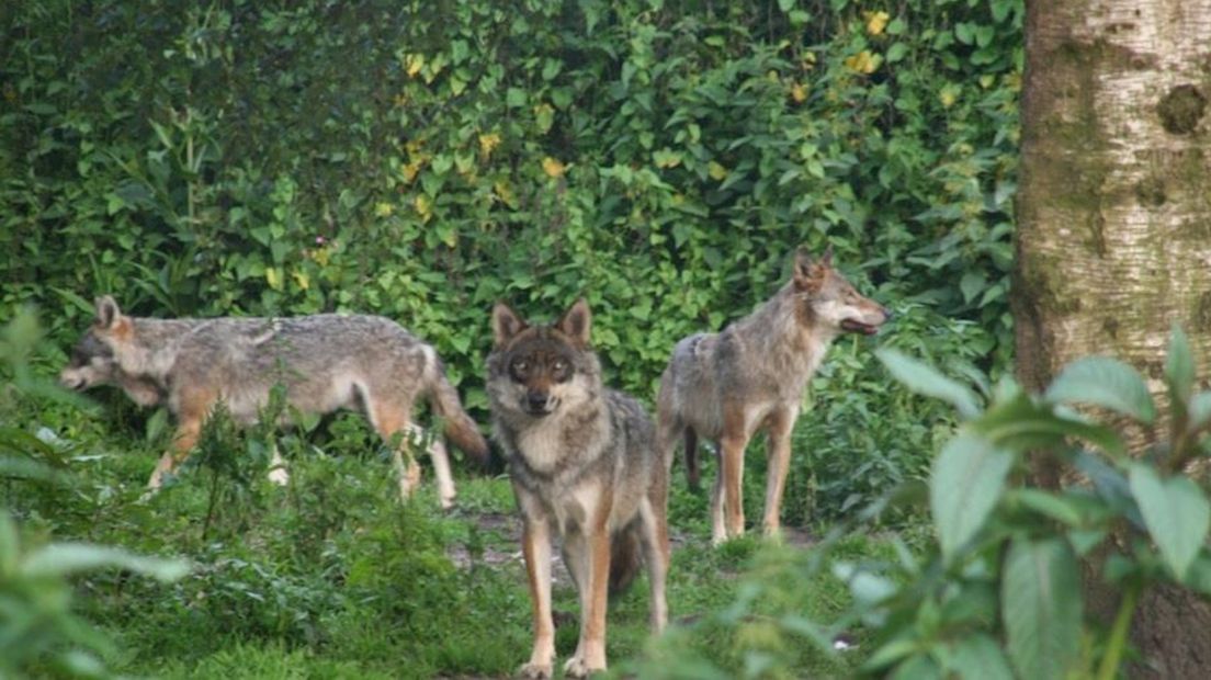 Europese wolven uit de Karpaten