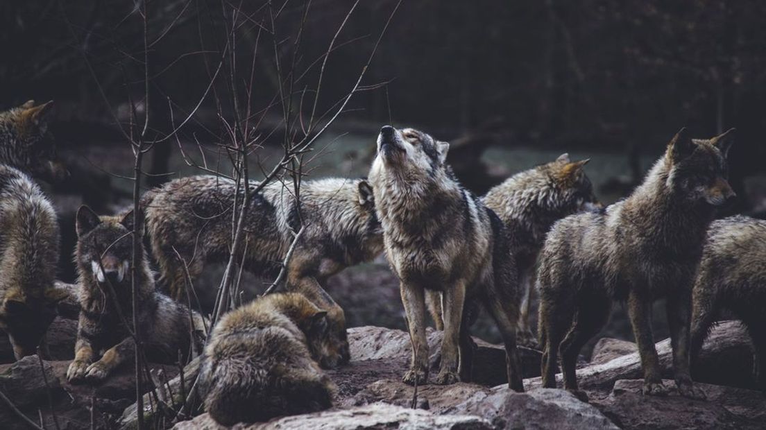 Een troep wolven, beeld ter illustratie.