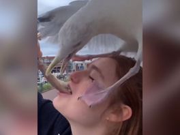 VIDEO | Brutale meeuw hapt haring uit mond, uitjes vliegen in het rond