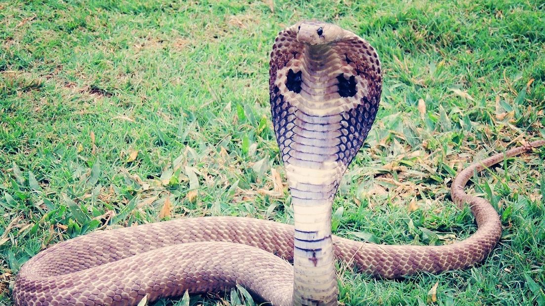 Slangenexpert vindt giftige cobra in wasmachine