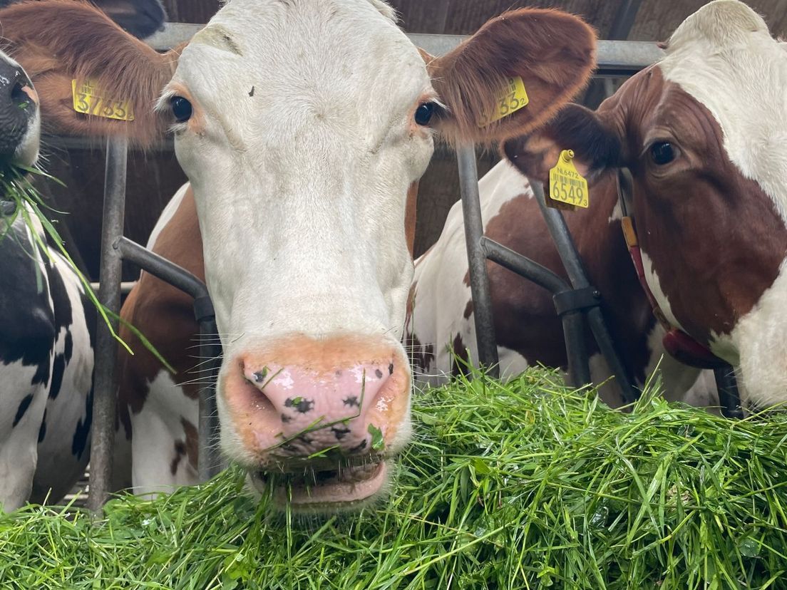 Koeien van Melkveehouder Aly Jobing uit Grolloo