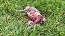 'Het is je grootste nachtmerrie', schapen doodgebeten in Heelsum