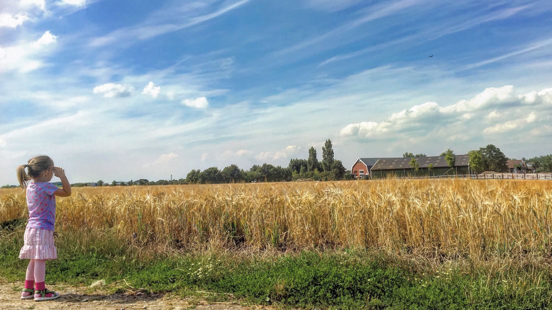 Uitkijken over het graanveld bij natuurgebied Eiland van de Meier bij Spui.