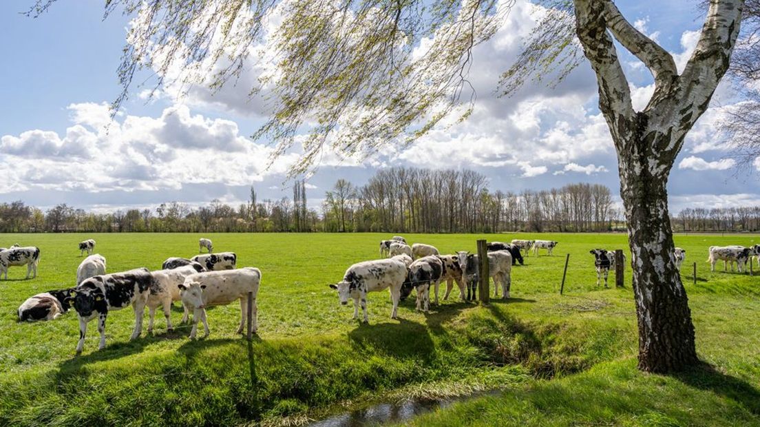 Vanaf het weekend kunnen de koeien in een aangenaam zonnetje grazen.
