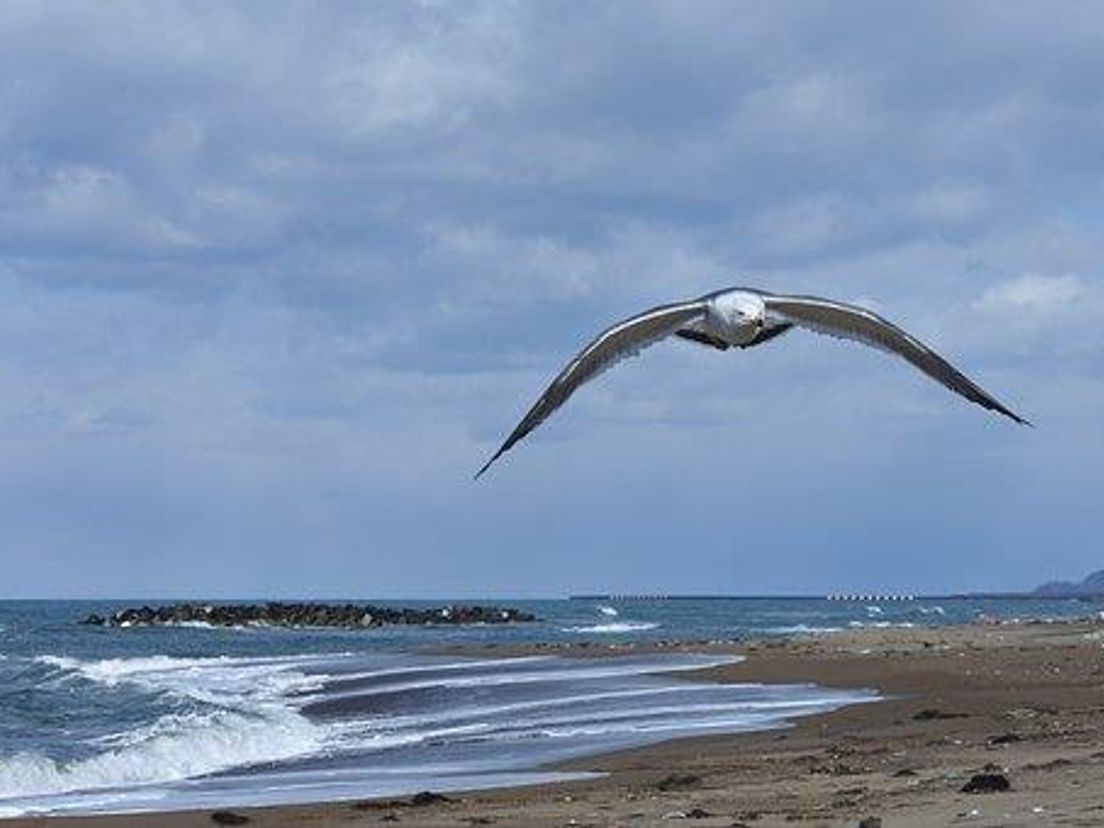 seabird