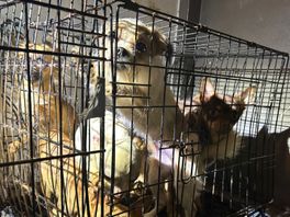 Ruim dertig verwaarloosde honden en katten gevonden in klein Utrechts appartement
