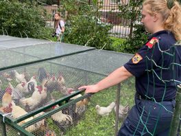 Gemeente verwijdert opnieuw kippen uit Julianapark, nu uit vrees voor vogelgriep