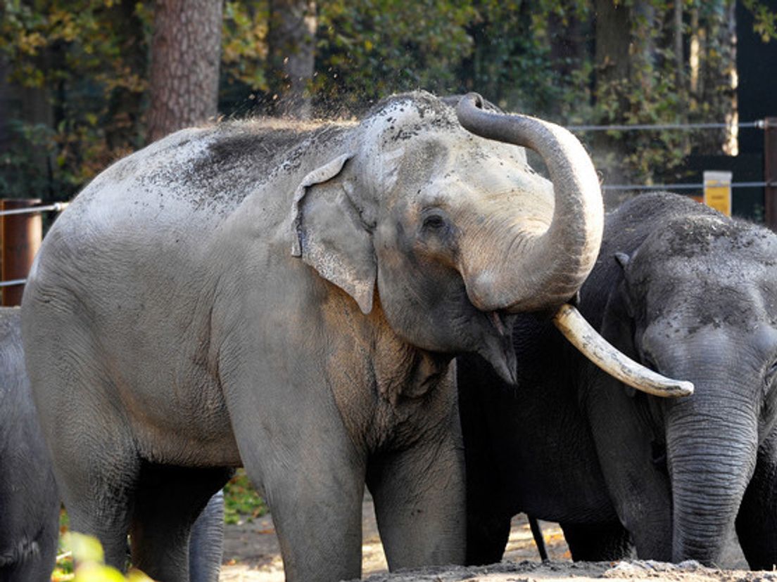 olifant.cropresize.tmp.cropresize.tmp.jpg