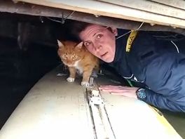 'Schreeuwende kat' Kobus met surfplank gered in Wateringse Veld