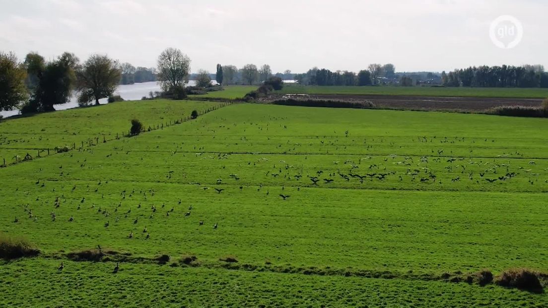 Klaas op Klompen - Alemschepad in Alem