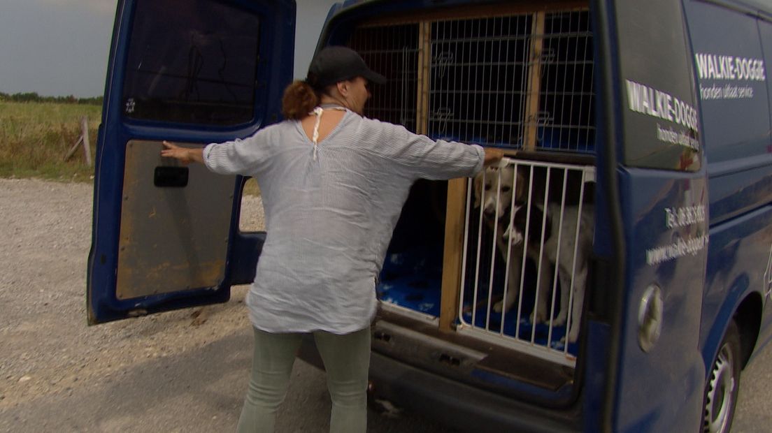 'Een pitbull of een chihuahua, ik vind alle honden leuk'