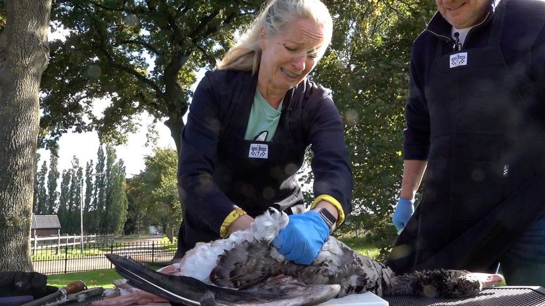Linda plukt een gans voor het NK Wild BBQ: 'Ik schrik er van'