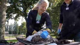 Linda plukt een gans voor het NK Wild BBQ: 'Ik schrik er van'