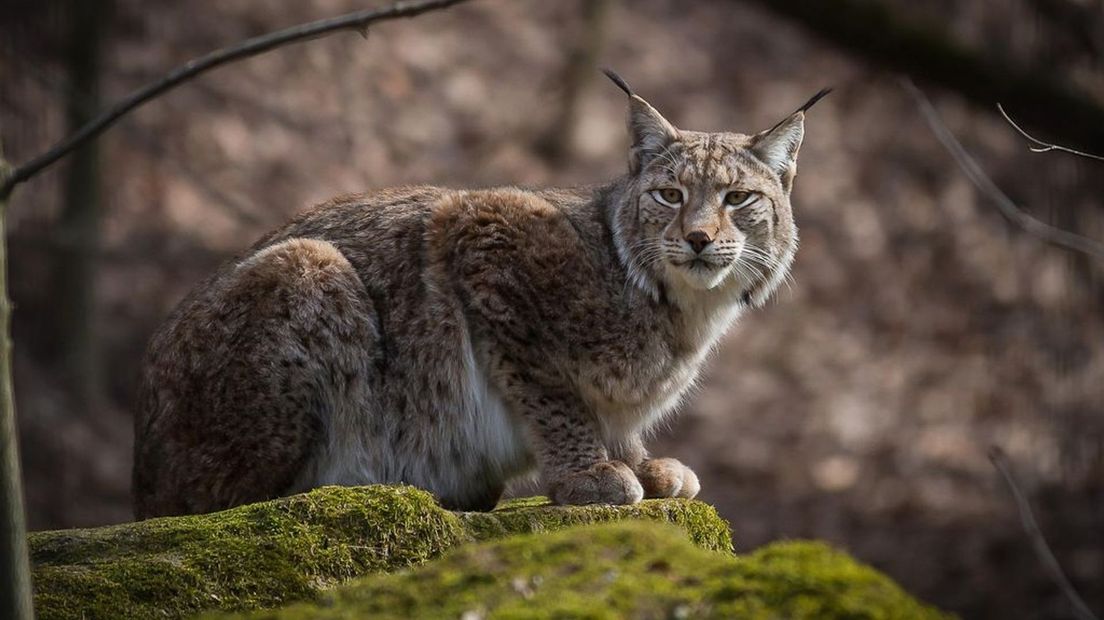 Kunnen ook elanden, lynxen en beren terugkeren naar Gelderland?