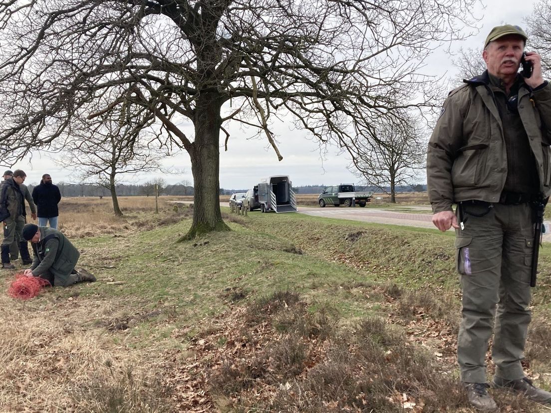 Hangbuikzwijntjes