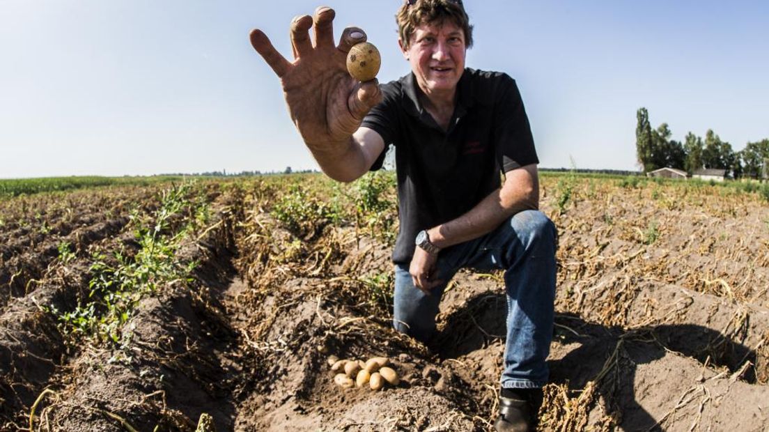 De aardappelen van boer Bert Sloetjes hadden te lijden onder de droogte dit jaar. Bron: ANP