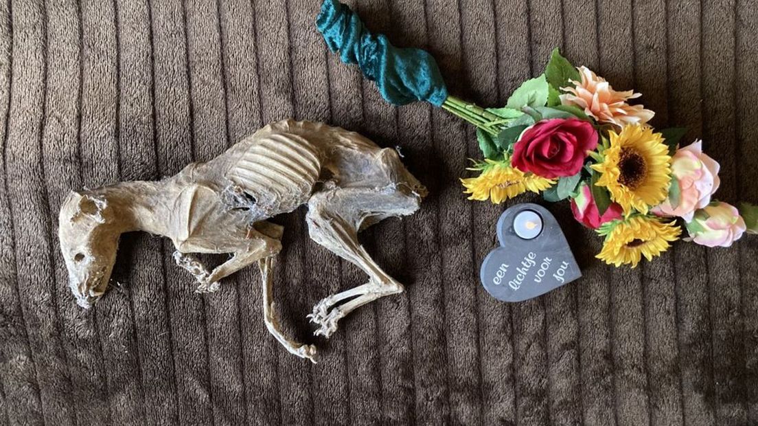 Vesper ligt opgebaard in het crematorium.