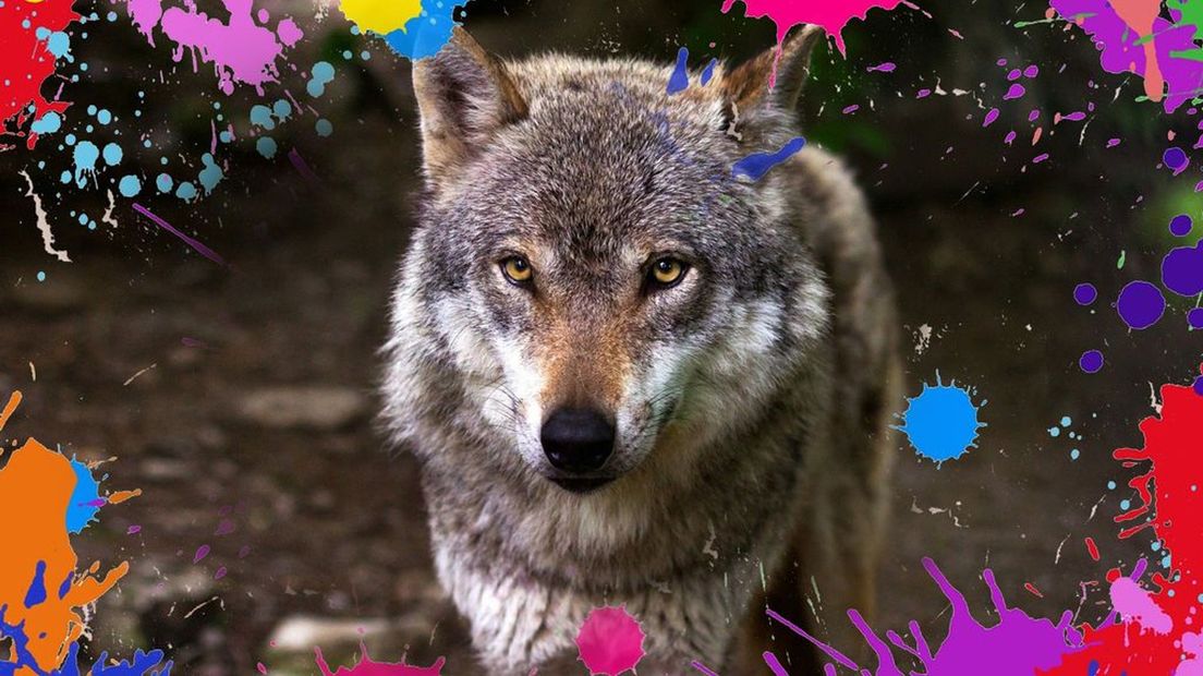 Wolven in Gelderland worden te tam. Daarom staat de provincie Gelderland het binnenkort toe paintballgeweren in te zetten om de dieren schrik aan te jagen.