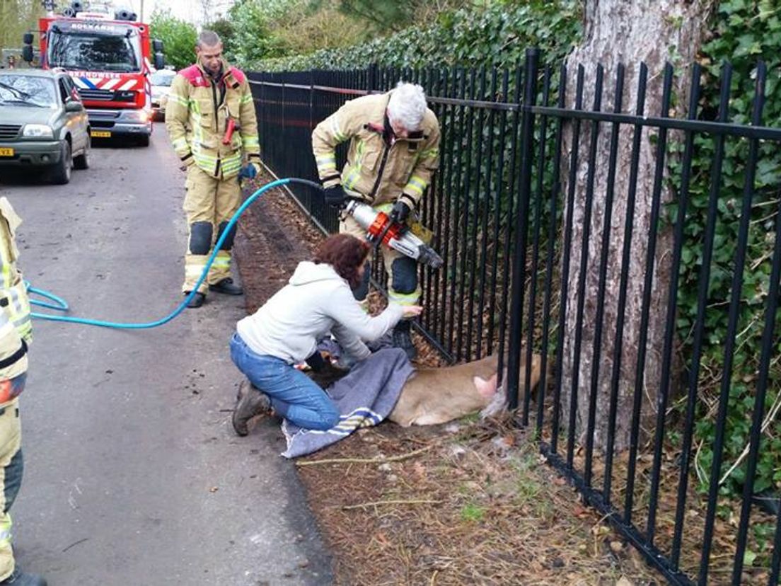 Brandweer bevrijdt ree in Rockanje.