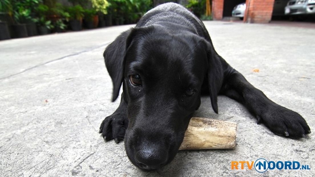 De afgebeelde hond is niet de overleden hond...