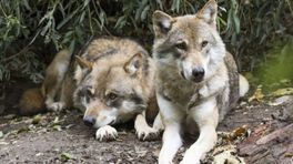 Op de Veluwe zitten nu zes wolvenparen: 'Meer dan we hadden verwacht'