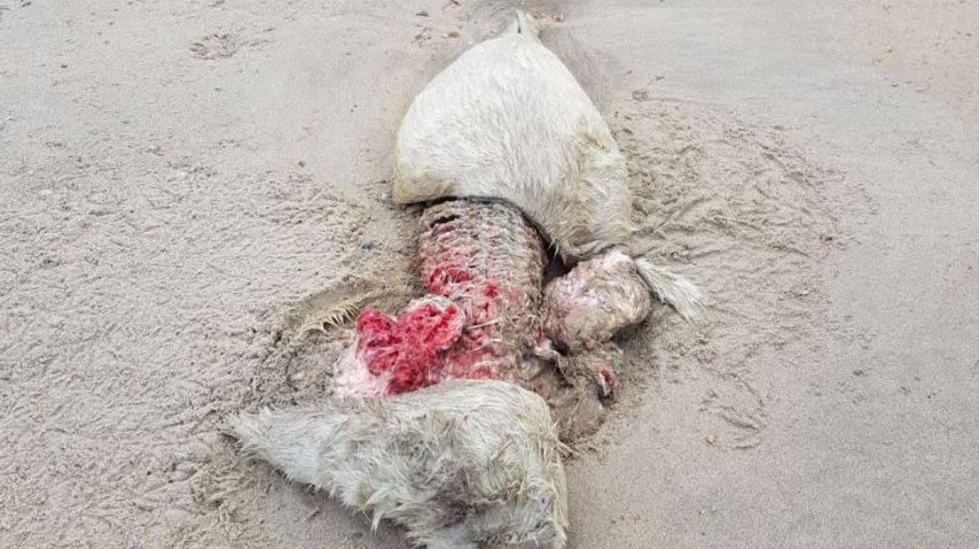 Deze zeehond werd slachtoffer van kannibalisme.