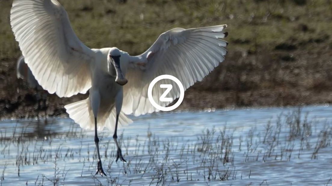 Verzeeuwigd