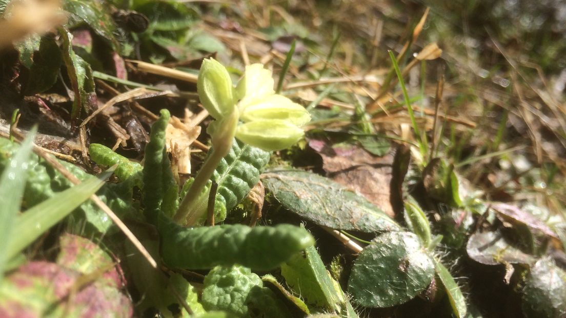 De sleutelbloem met stengeltje