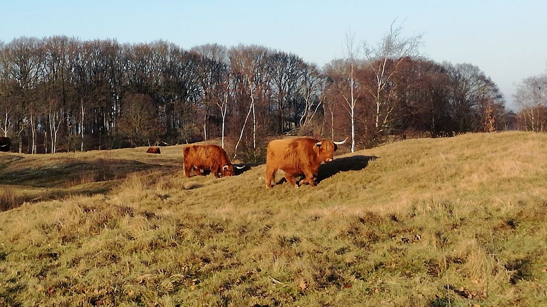 Boswachterij Schouwen