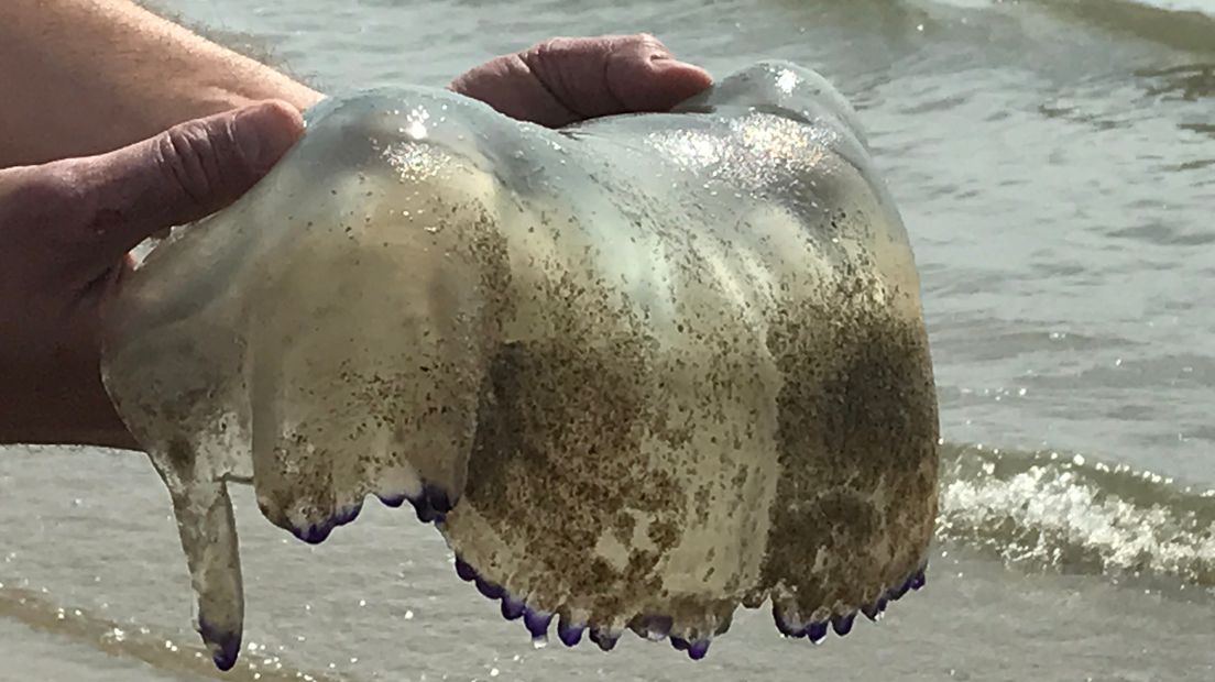 Reuzenkwallen van een halve meter aangespoeld in Vlissingen