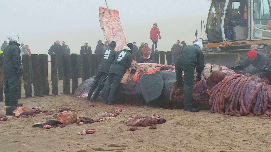 De weke delen van de gestrande potvis worden verwijderd en vernietigd