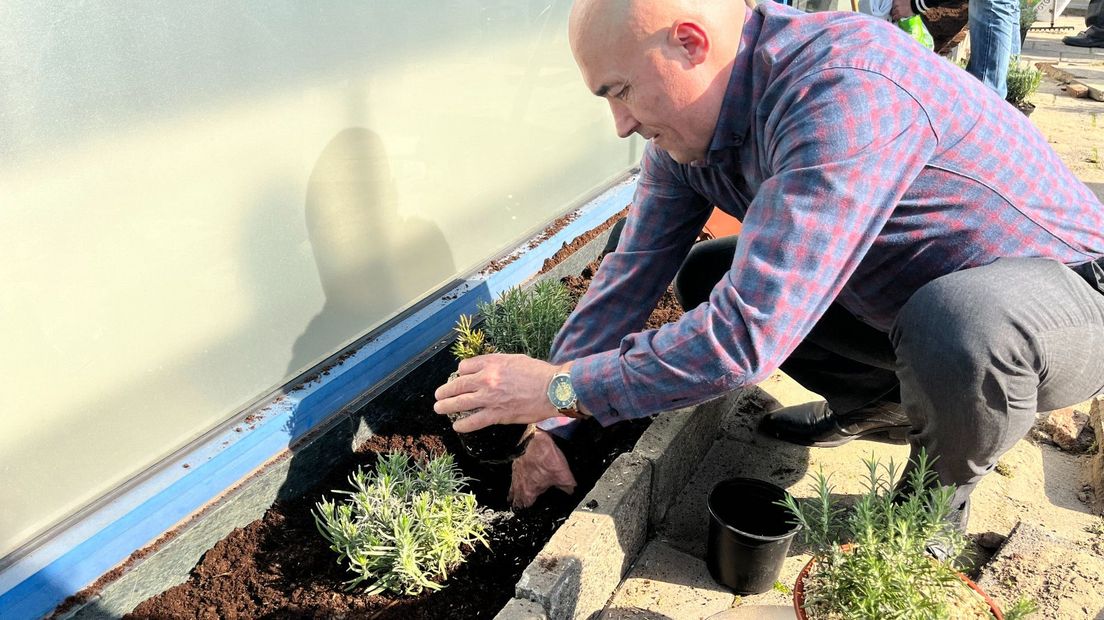 Bilal Sahin van het Vadercentrum Laak plant de eerste plantjes