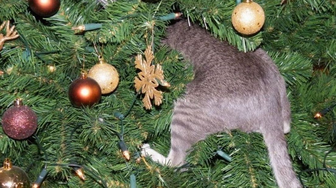 De kat van Patries krijgt geen genoeg van de boom.