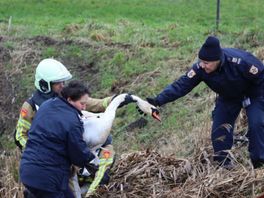 112 Nieuws:  Brandweer speelt reddende engel voor gewonde zwaan