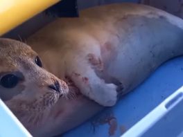 Gewonde zeehond gered van strand bij de Pier