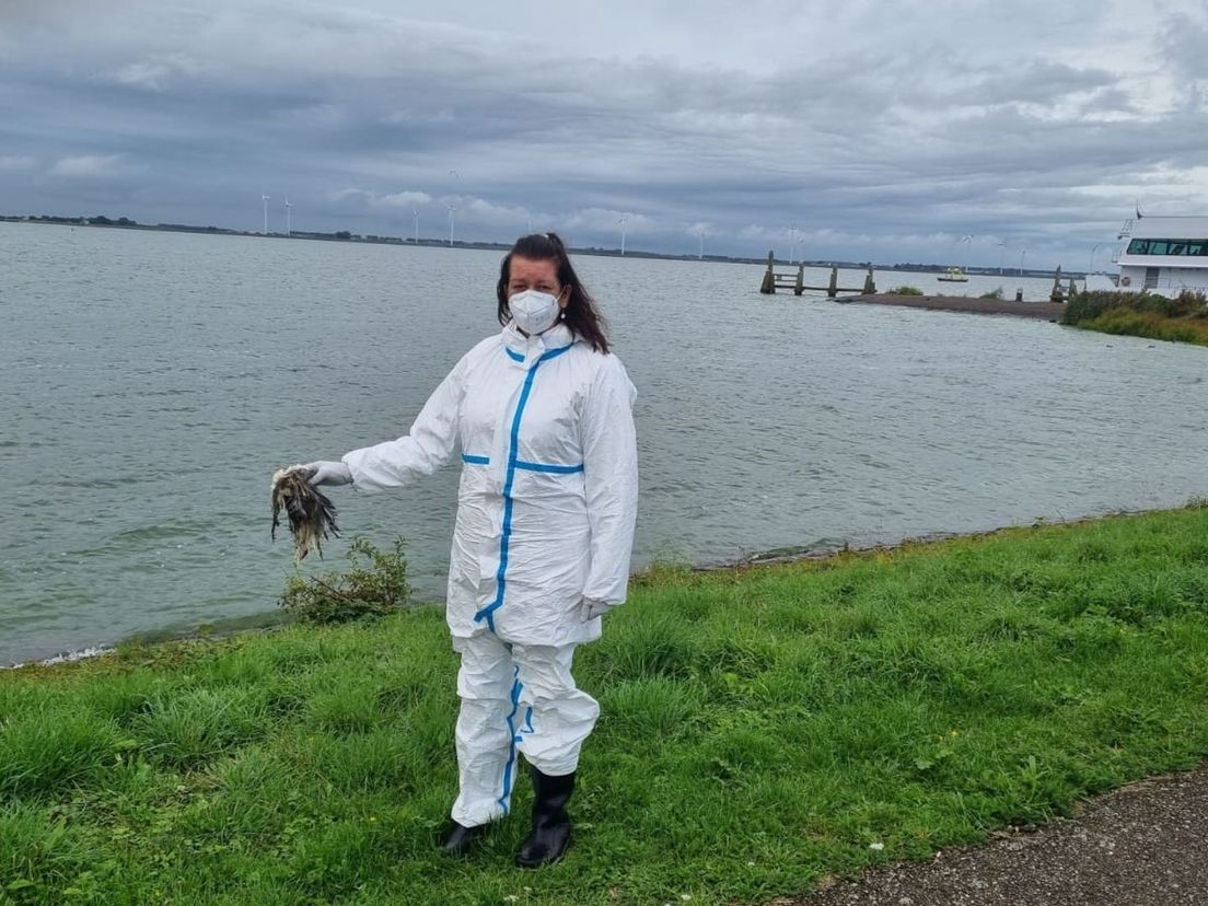 Een medewerkster van de Zwanengroep Zuid-Holland heeft aan de oevers van het Haringvliet een dode vogel gevonden