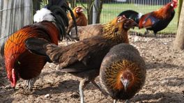 In jarig pluimveemuseum is de geschiedenis 'niet altijd leuk'