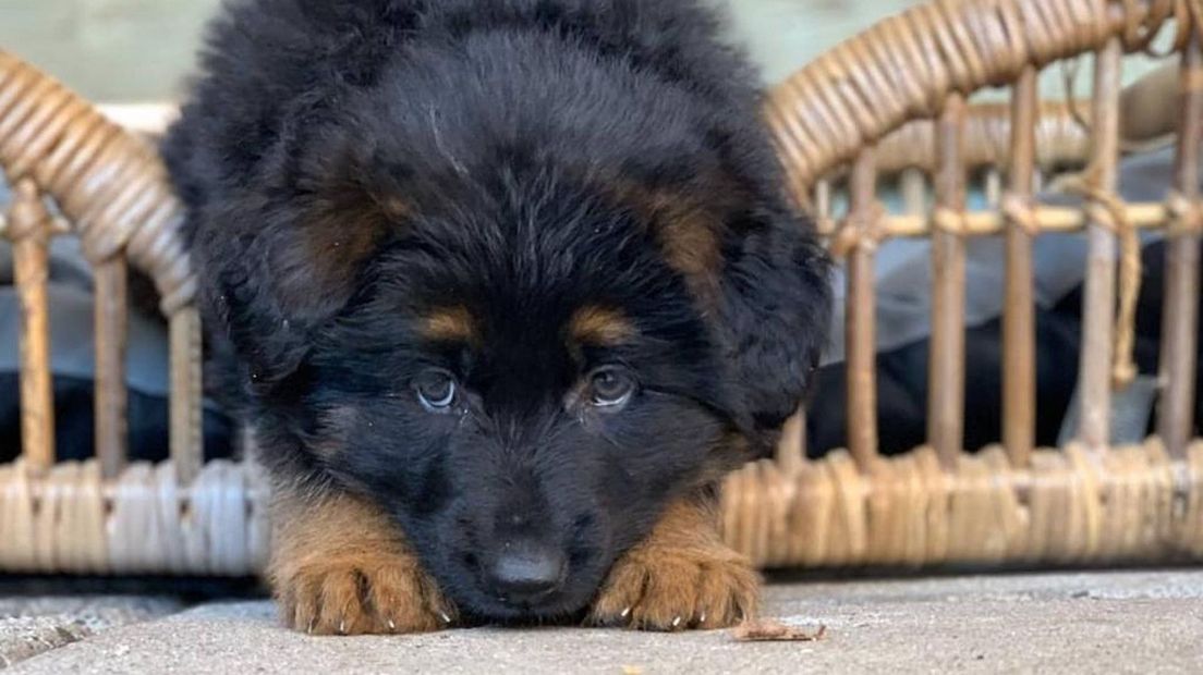 Tropisch beoefenaar Betasten Steeds meer zieke puppy's door toename verkoop bij broodfokkers: 'Jody na  tien dagen dood' - Omroep West