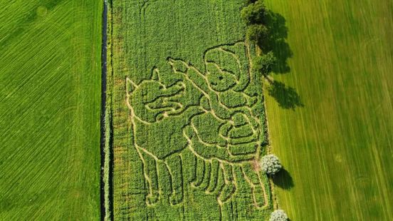 Grote boze wolf verschijnt in maïsveld