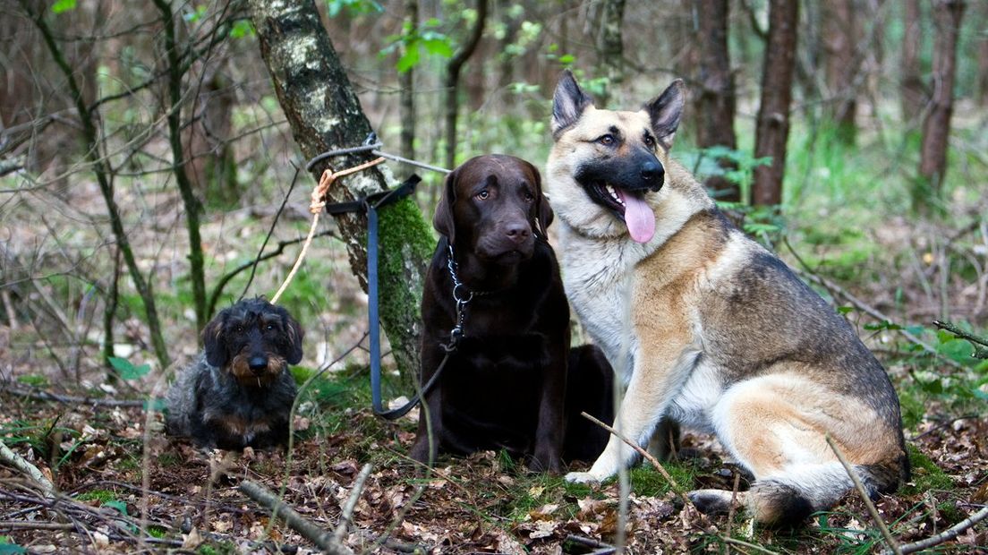 Honden aan een boom