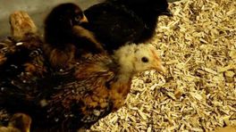 Publiek mag niet bij kippen in pluimveemuseum: 'Soms lopen mensen boos weg'