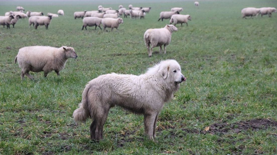 Deze Pyrenese berghond is een kuddebeschermingshond bij een schapenboer in Noord-Duitsland