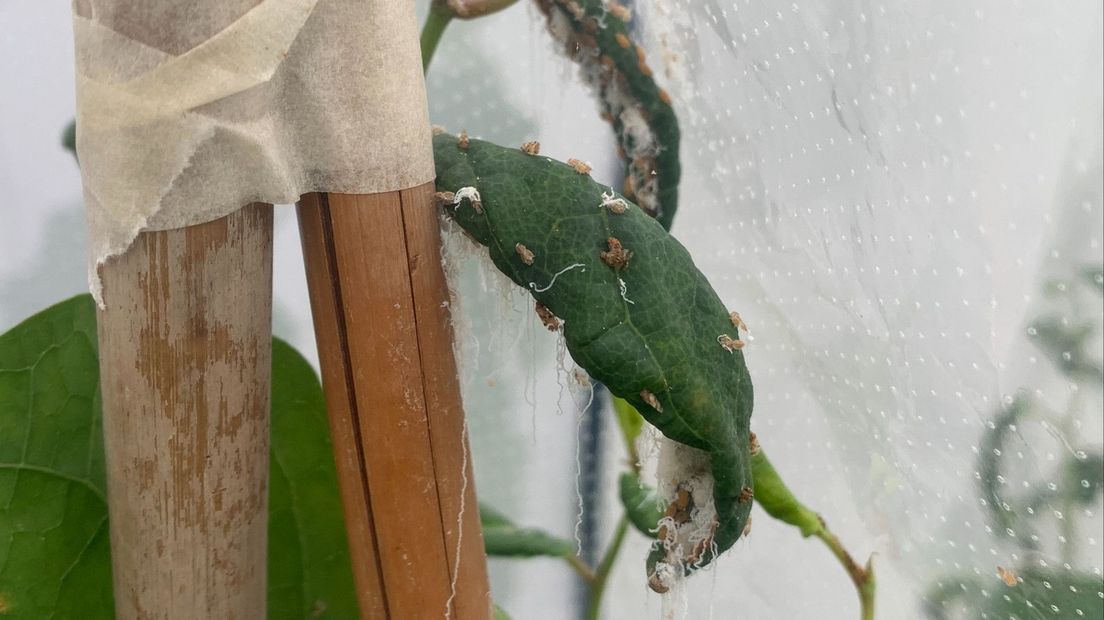 In het onderzoekslab zuigt de Japanse bladvlo de sappen uit de duizendknoop