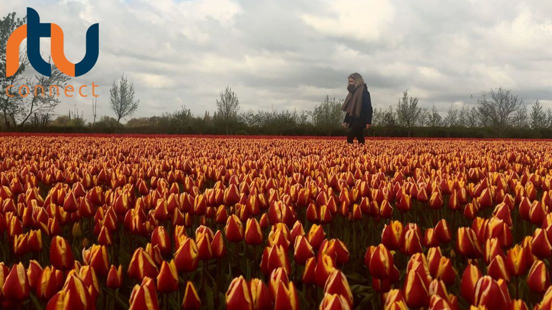 Tulpen in volle bloei en dan niet in Noord-Holland, maar 'gewoon' bij Zevenaar en Duiven.