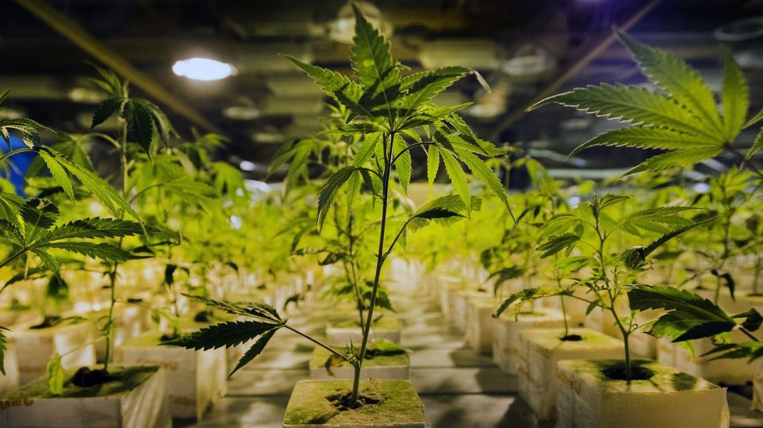 Coffeeshops mogen nu wel wiet verkopen, maar het telen en het inkopen ervan is illegaal.
