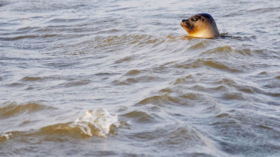 Een zeehond zwemt achter z'n eten aan.